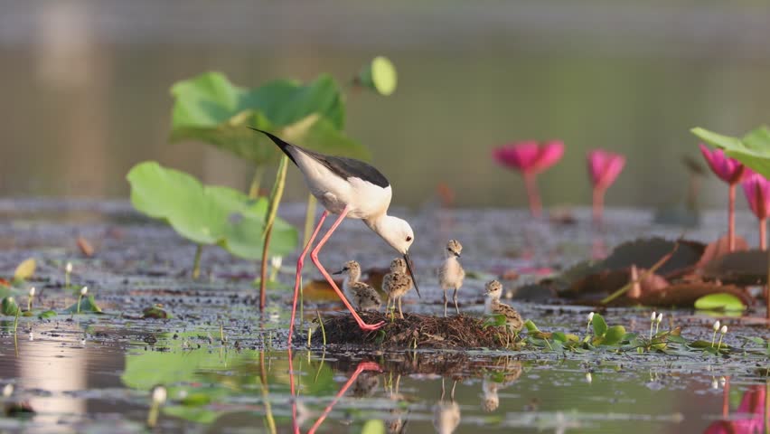black-winged stilt bird and Family: A graceful black-winged stilt bird, stands in a serene wetland, with its young. A tender moment of parental care and the raw beauty of nature at its finest.