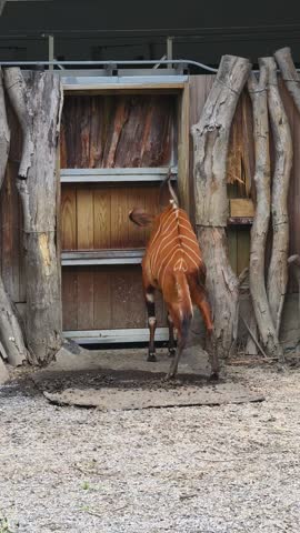 The video shows a Bongo antelope facing away from the camera while it defecates in a natural setting. Afterward, the animal turns around, providing a clear view of its striking coat and features.