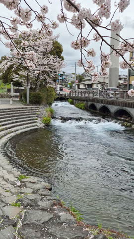 The water in the canal flows through the Fujisan Sengen Shrine, where cherry trees are in full bloom, an important landmark of Fujinomiya City, Shizuoka, Japan.