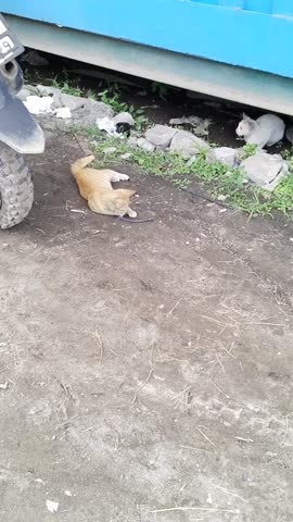 One cat is playing with plastic and the other is looking at the one playing.