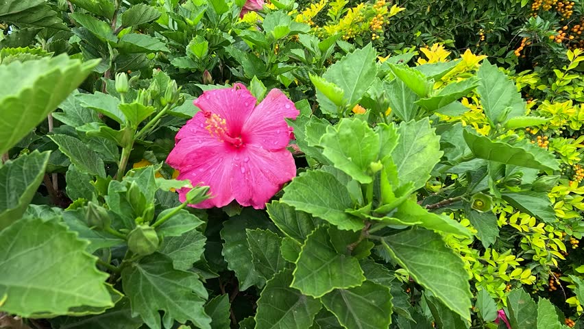 A vivid pink hibiscus flower amidst dense green foliage, captured in bright natural light, showcasing tropical garden beauty