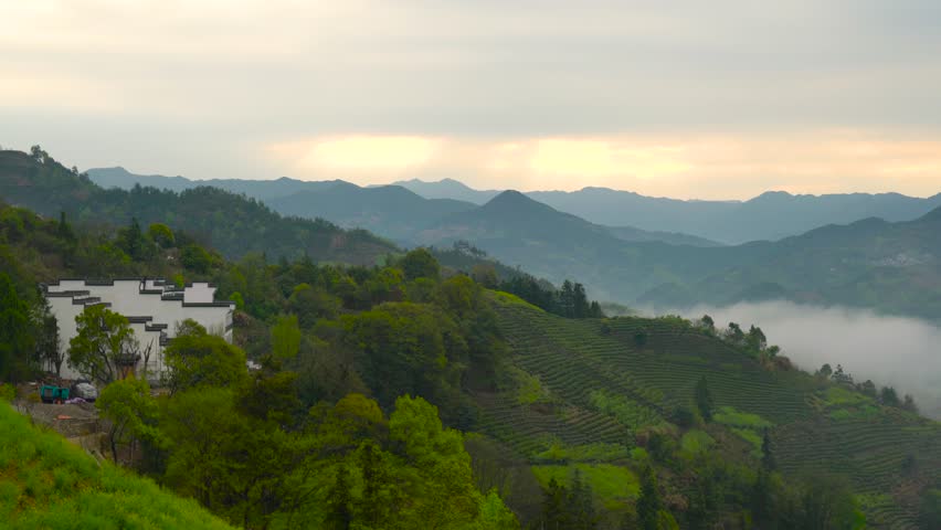 Morning mist envelops Anhui tea garden in breathtaking timelapse display