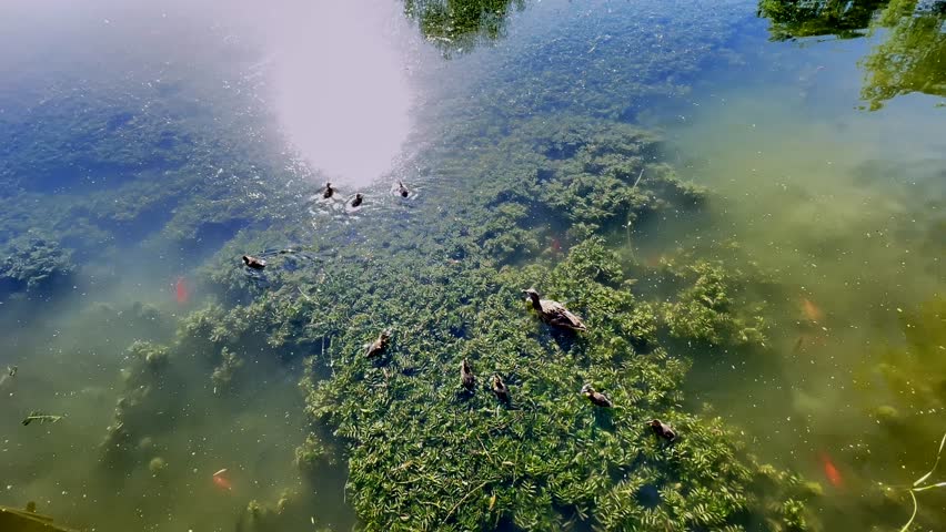 Mother mallard and her ducklings swimming through a pond surrounded by lush greenery