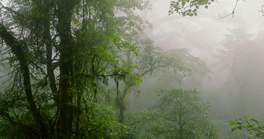 Lush green forest with lots of trees and leaves in fog