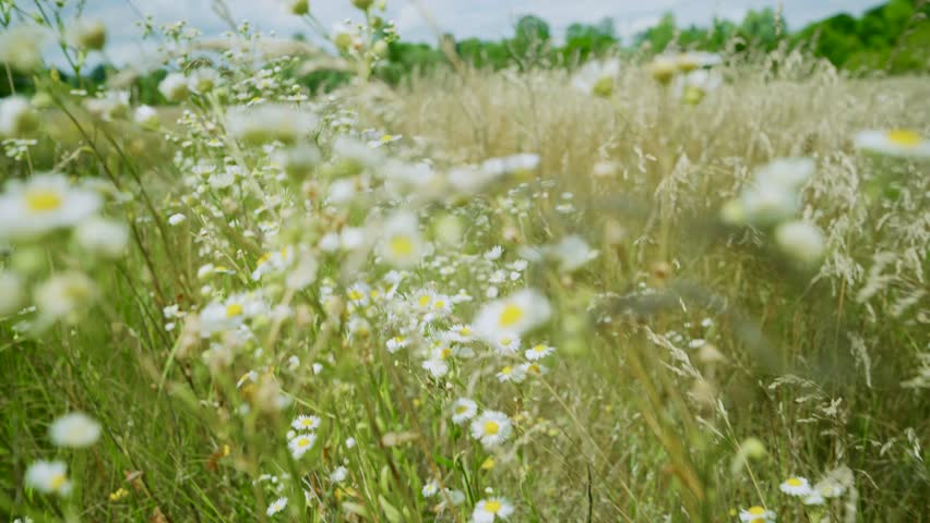 Tranquil Atmosphere Field. Blossoming Daisy Flower Swaying On Wind. Scenery Nature Weather At Summer. Rural Floral Windy Day. Chamomile Blowing On Wind Peaceful Park. Daisy Meadow Green Grass Flower