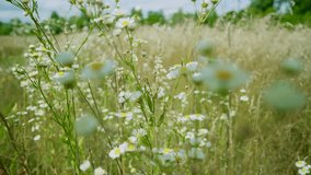 Tranquil Atmosphere Field. Blossoming Daisy Flower Swaying On Wind. Scenery Nature Weather At Summer. Rural Floral Windy Day. Chamomile Blowing On Wind Peaceful Park. Daisy Meadow Green Grass Flower - Powered by Shutterstock - Get 15% off with code: PIKWIZARD15