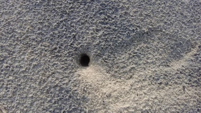 A close-up of a tiny crab hole on the beach sand, captured on February 2nd in Ninthavur, Ampara District, Sri Lanka. Shows nature’s detail and coastal wildlife habitat.