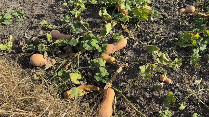 Ripe yellow butternut squashes on their stems with leaves lie on a soil on a field in autumn windy sunny day, view while panning
