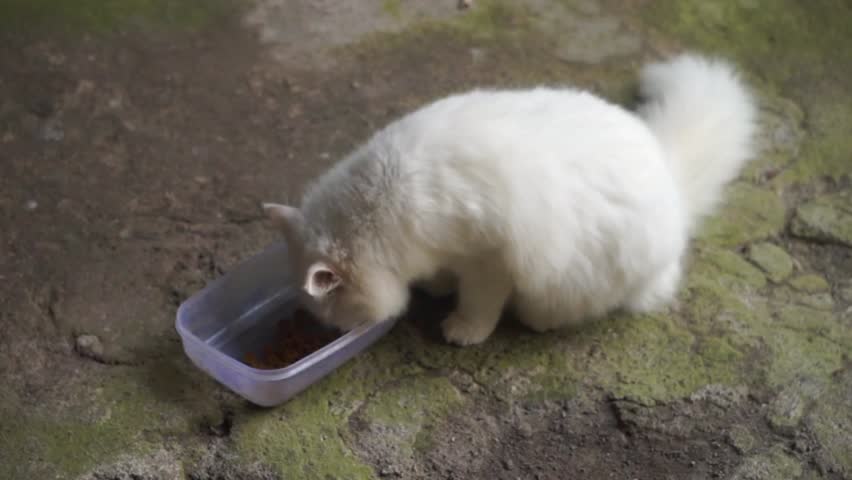 The white cat is eating greedily