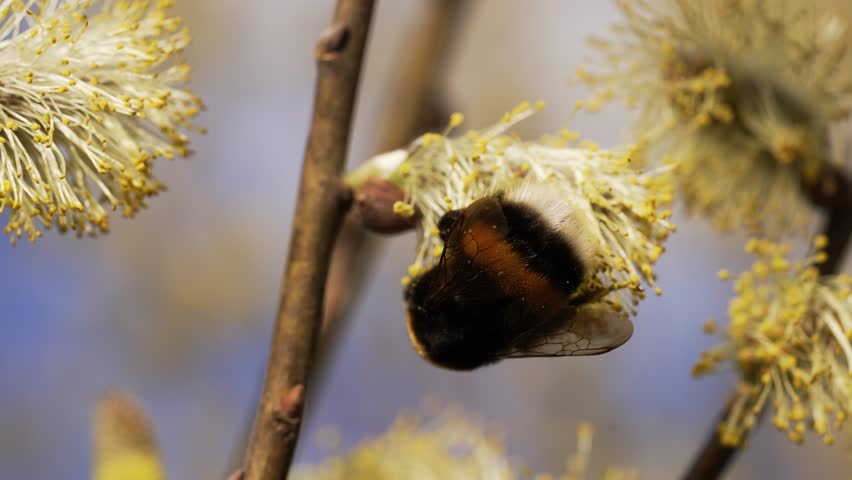 Bumblebee delicately lands on a willow flower, extending its proboscis to collect nectar and pollen, showcasing the essential role of pollinators in the ecosystem