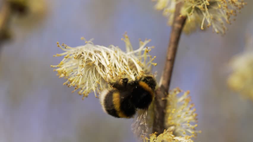 Bumblebee pollinating yellow-black pussy willow flower, carefully gathering nectar and pollen during vibrant springtime in sunny garden environment