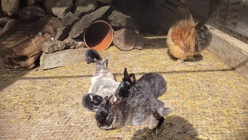 Rabbits on a farm in Slovakia. Fluffy rabbits in an enclosure.
