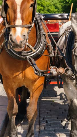 Slow Motion of Horse-Drawn Carriage with Two Harnessed Horses. Close-Up View of Brown and White Horses Standing in Traditional Tack on Cobblestone Street in Sunny Historic City. Vertical Video 4K 