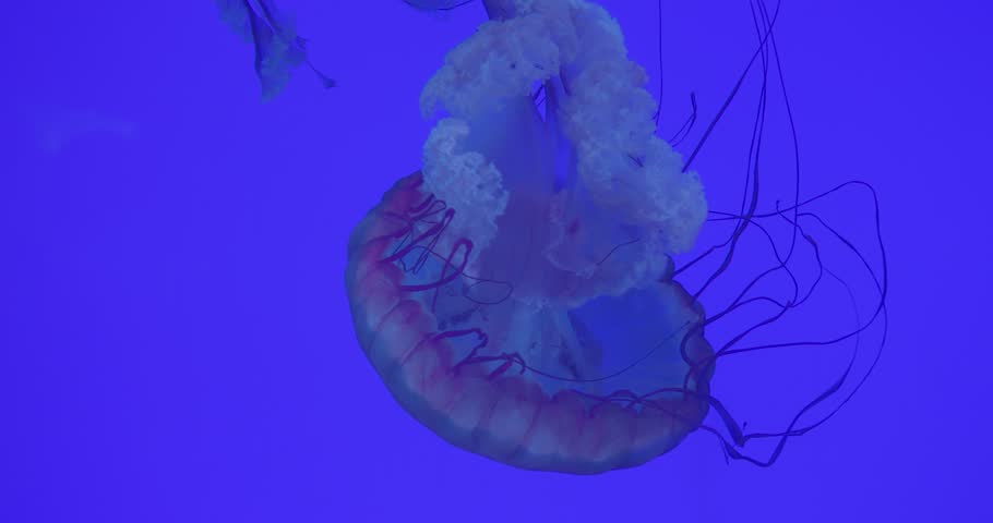 Delicate pink jellyfish gliding through deep blue underwater environment, translucent tentacles undulating with fluid movement and mesmerizing grace. concept dangerous poisonous jellyfish