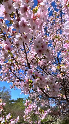 Pink blossoming sakura tree against blue sky in garden