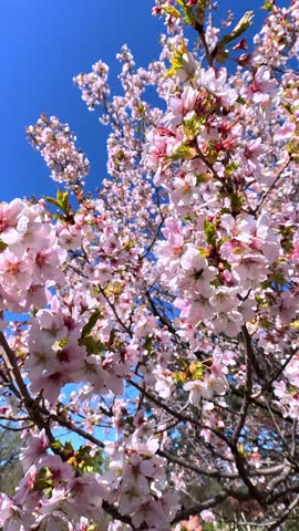 Pink blossoming sakura tree against blue sky in garden, Odessa