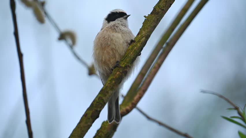 Little Bird Remiz Sitting On A Branch And Singing
