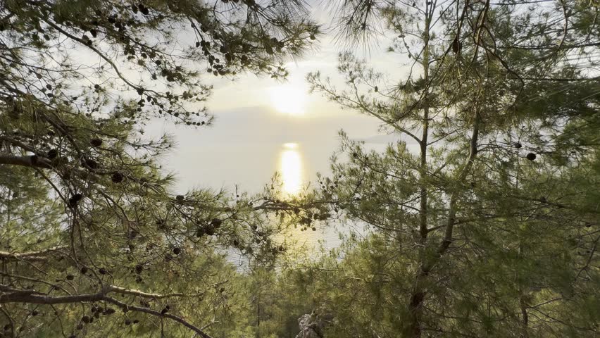 Sunlight through trees. sunset on the sea rocky shore of a coniferous forest