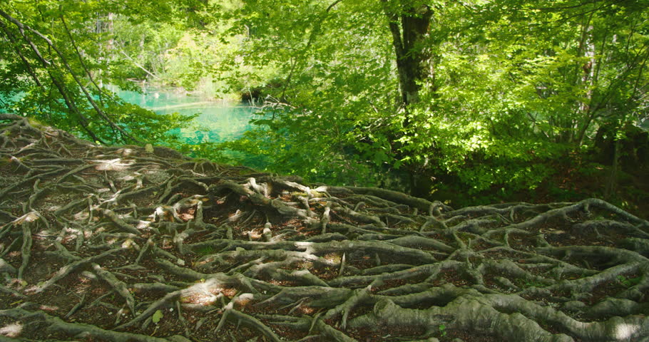 Exposed tree roots in shady forest area near a turquoise lake in Plitvice Lakes Park
