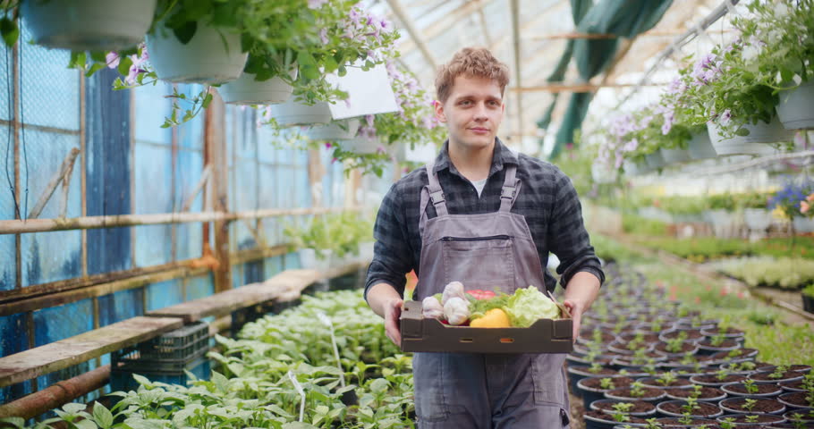 Farmer carrying a variety of fresh vegetables including garlic, lettuce, and peppers, walking through a field on a sunny day.