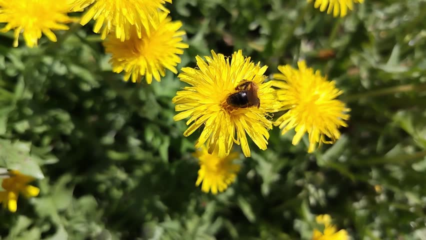 A bee collects pollen from a large, yellow dandelion flower on a sunny day.