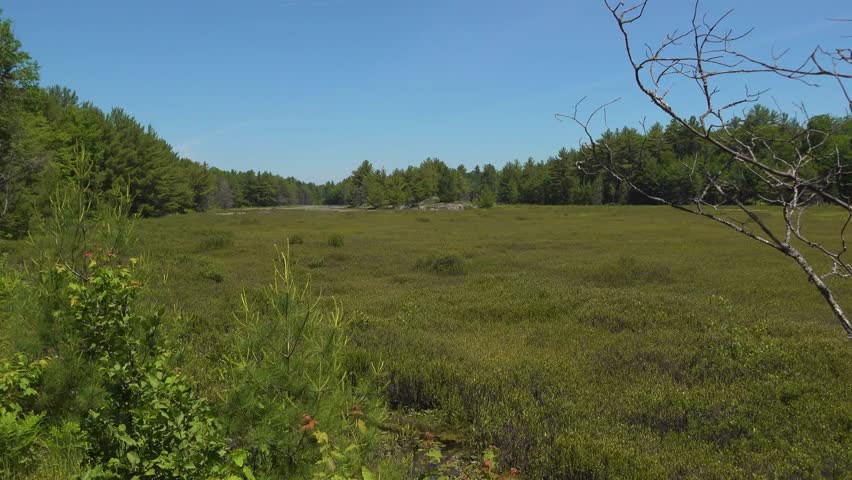 A wide view of a grassy marsh surrounded by forest during a sunny day in the spring.