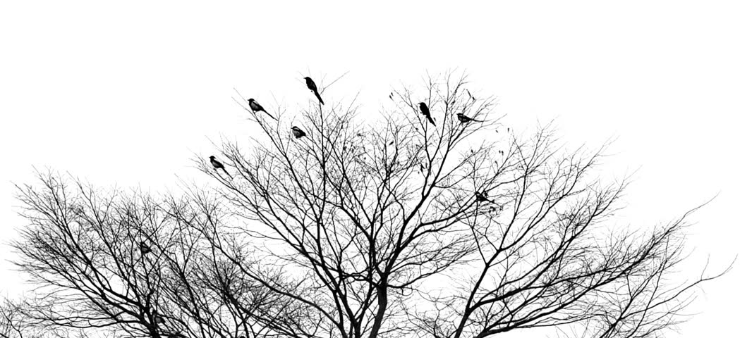 footage of bird activity in the wild. Silhouette of a flock of wild birds perched on a dry tree looking artistic in winter on a white background.