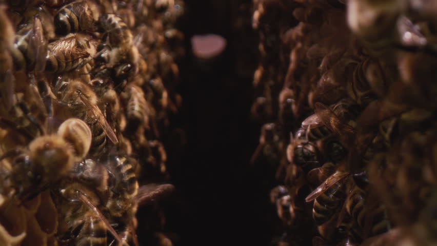 Dolly shot inside the hive. Bees run on wooden frames with honeycombs, produce honey and wax. Professional beehive in the apiary. The camera passes between the cells