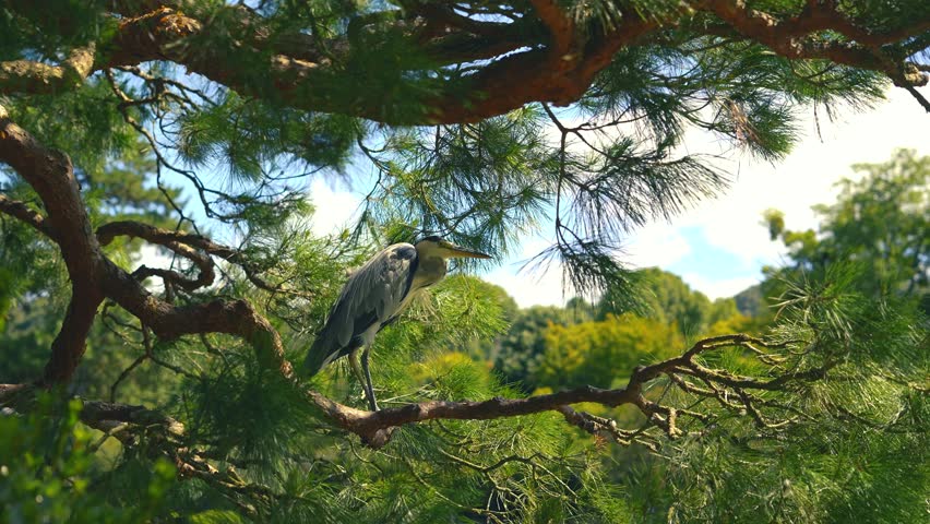 Portrait Bird heron perches on green pine branch, hold steady in the strong wing. 