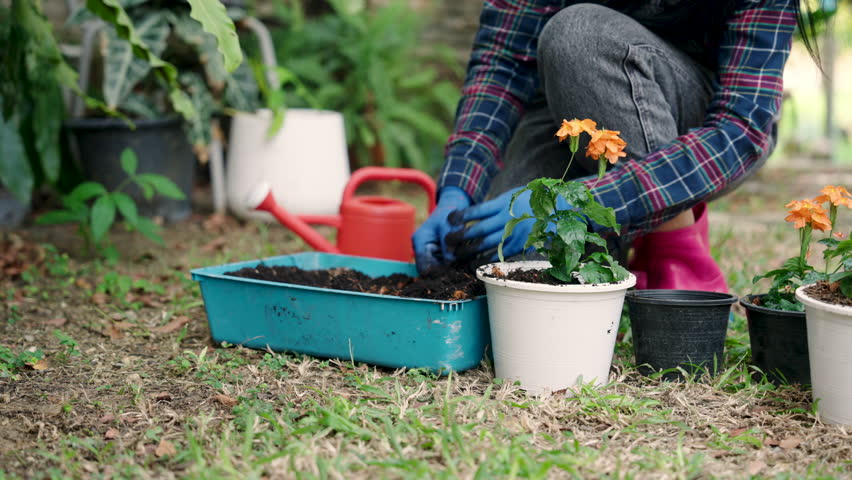 Asian adult woman gardener wearing gloves hat adding soil with red shovel into white pot planting orange flowers kneeling carefully in backyard garden preparing plants for online sales enjoying task