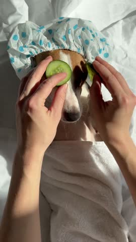 Dog spa. Woman places cucumbers on Jack Russell Terrier's eyes.