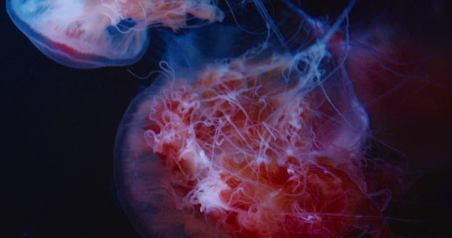 Red jellyfish entangled with filaments illuminated in deep ocean under neon lights. A close-up view of a lion mane medusa, showing its intricate, delicate tentacles and vibrant orange and white color