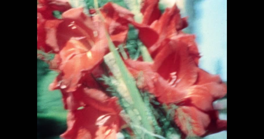 Red flowers with large petals in a bouquet on a branch, close-up. Archival video, film, 1970s.