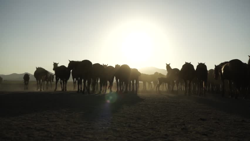 Wild horses at sunset 4K
