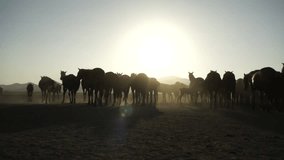 Wild horses at sunset 4K - Powered by Shutterstock - Get 15% off with code: PIKWIZARD15