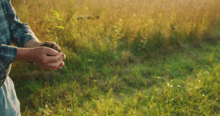 An elder passes a tree seedling to younger hands, celebrating forest conservation. World Environment Day