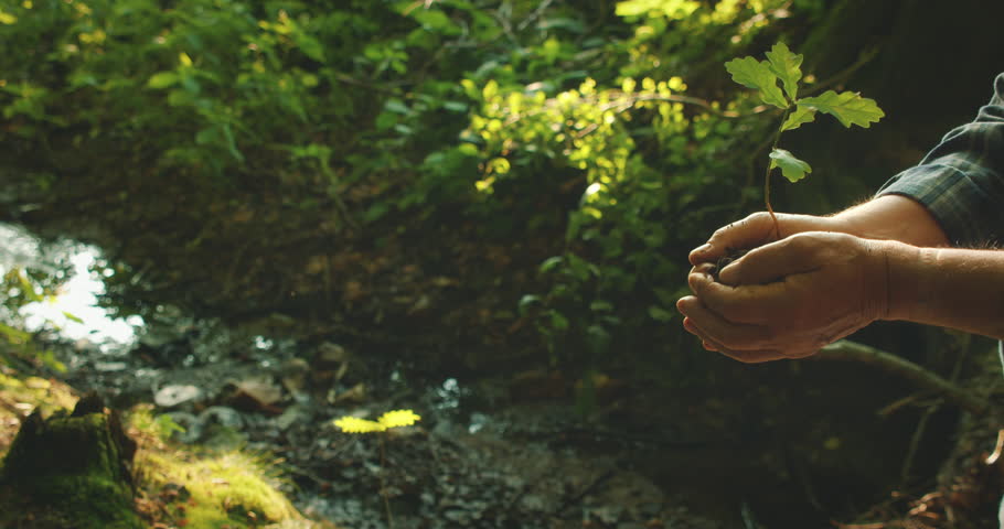 Close-up of young and old hands holding sapling in forest for International Forest Day