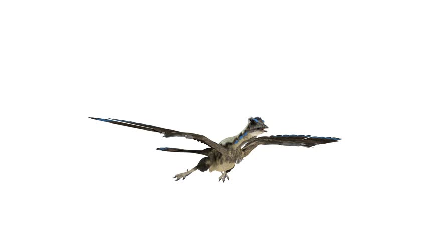 archaeopteryx dinosaur flying animation 4k.