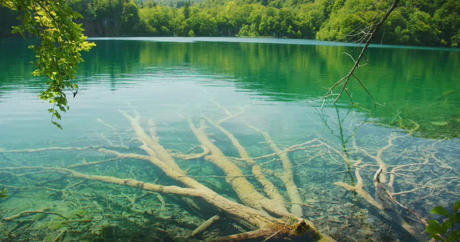 Submerged tree branches under crystal clear water in Plitvice Lakes National Park