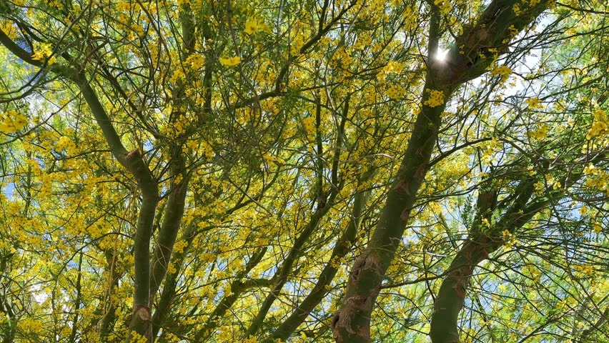 Spring Summer Tree with Blooming Flowers, Blowing the Breeze.