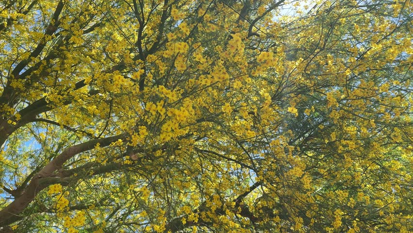 Spring Summer Tree with Blooming Flowers, Blowing the Breeze.