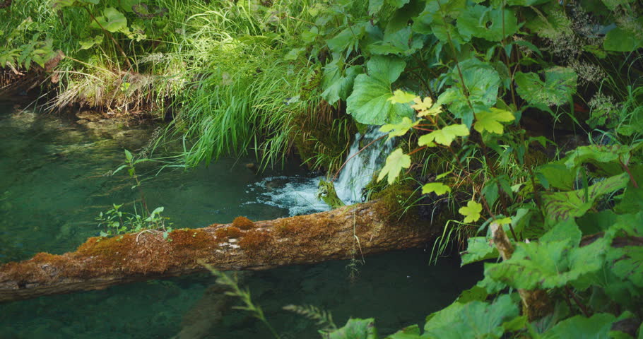 Close-up view of a small waterfall flowing into a peaceful forest lake surrounded by plants