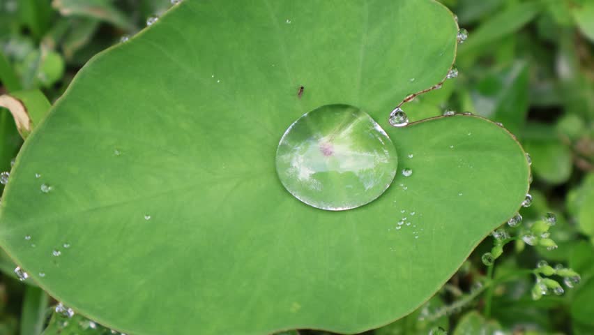 A large droplet of water sits perfectly in the center of a heart-shaped taro leaf, while smaller droplets cling to the edges, reflecting the post-rain atmosphere. Florida,  May 3, 2025