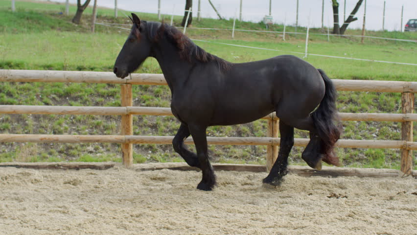 Beautiful black horse trotting in a sandy enclosure.