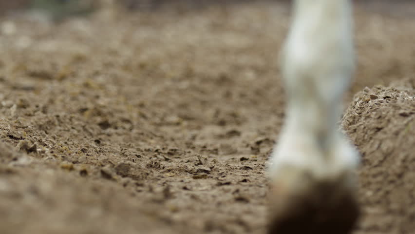 Close-up of horse hooves walking on a dirt path.