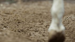 Close-up of horse hooves walking on a dirt path. - Powered by Shutterstock - Get 15% off with code: PIKWIZARD15