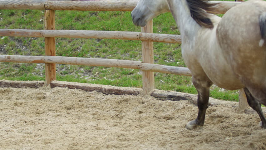 A beautiful horse trots elegantly in a sandy paddock.