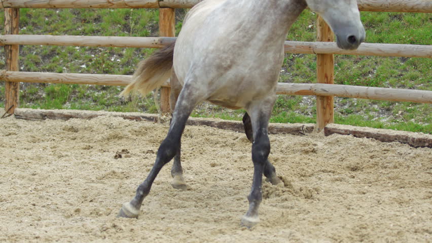 A beautiful horse trots elegantly in a sandy paddock.