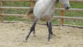 A beautiful horse trots elegantly in a sandy paddock. - Powered by Shutterstock - Get 15% off with code: PIKWIZARD15