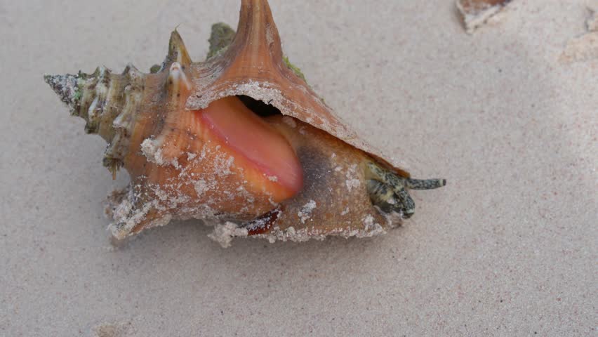 Live snail in a seashell Queen Conch (Lobatus gigas) on the sand beach escaping to the sea